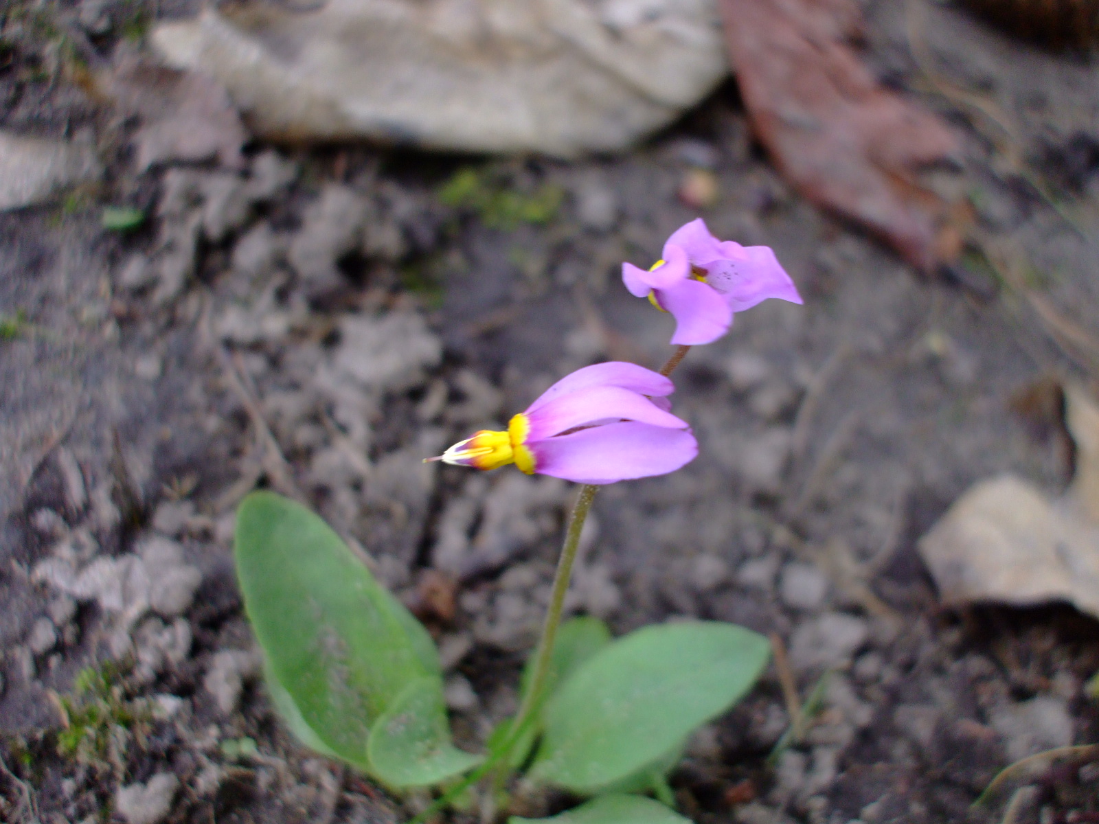 Dodecatheon pulchellum